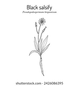 Black or Spanish salsify (Pseudopodospermum hispanicum), edible plant. Hand drawn botanical vector illustration