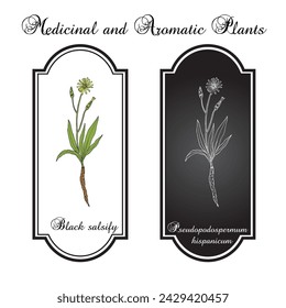 Black or Spanish salsify (Pseudopodospermum hispanicum), edible plant. Hand drawn vector illustration