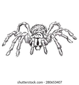 Black spider animal