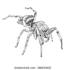 Black spider animal