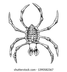Black spider close up, big scary spider isolated, poisonous insect , arachnophobia background, drawing tattoo design. Drawn witchcraft, voodoo magic attribute. Illustration for Halloween. Vector.