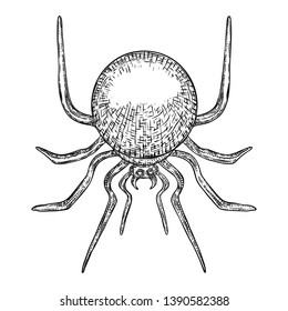 Black spider close up, big scary spider isolated, poisonous insect , arachnophobia background, drawing tattoo design. Drawn witchcraft, voodoo magic attribute. Illustration for Halloween. Vector.