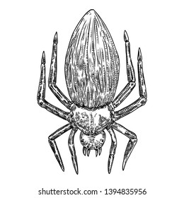 Black spider close up, big scary spider isolated, poisonous insect , arachnophobia background, drawing tattoo design. Drawn witchcraft, voodoo magic attribute. Illustration for Halloween. Vector.