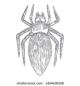 Black spider close up, big scary spider isolated, poisonous insect , arachnophobia background, drawing tattoo design. Drawn witchcraft, voodoo magic attribute. Illustration for Halloween. Vector.
