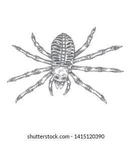 Black spider close up, big scary spider isolated, poisonous insect , arachnophobia background, drawing tattoo design. Drawn witchcraft, voodoo magic attribute. Illustration for Halloween. Vector.