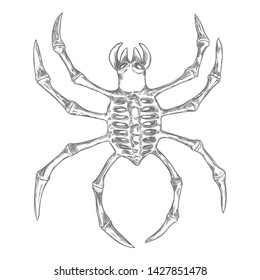 Black spider close up, big scary spider isolated, poisonous insect , arachnophobia background, drawing tattoo design. Drawn witchcraft, voodoo magic attribute. Illustration for Halloween. Vector.