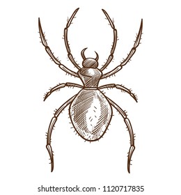Black spider eight-legged predatory arachnid with unsegmented body