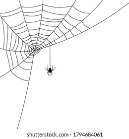 Black spider hanging down from spiderweb in left corner of illustration. White background. Vector illustration.