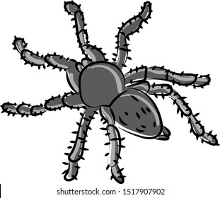 Black spider, illustration, vector on white background.