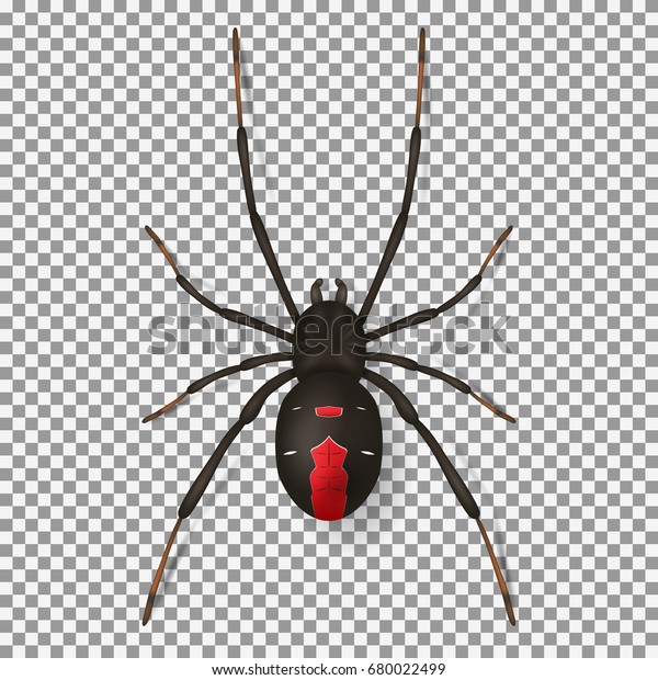 黑蜘蛛隔离在透明背景下 在现实的昆虫与红点的顶视图 矢量插图 库存矢量图 免版税