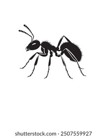 black spider isolated on white background