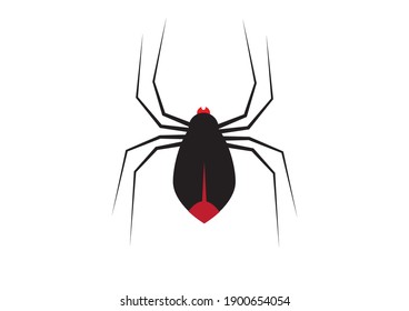 Black spider with long legs on white background