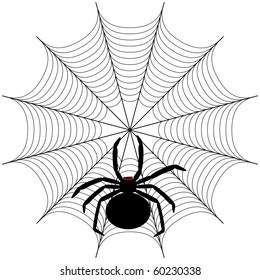 Black spider on the web
