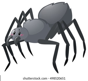 Black spider on white background illustration