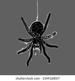 Black spider silhouette, close up of a spider, scary big spider. Web spider