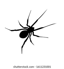 Black spider silhouette, close-up spider, scary big spider isolated on white background, vector illustration design