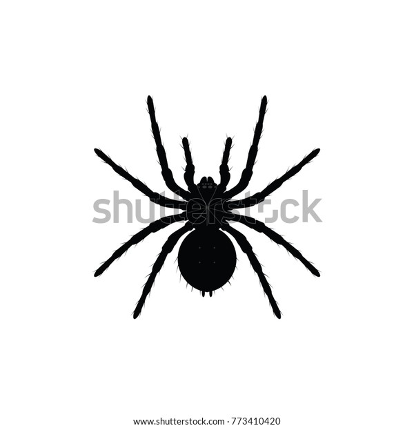 白い背景に黒いクモのシルエット クローズアップクモ 恐ろしい大きなクモ 有毒な断面 クモ恐怖症の背景 クモ のベクター画像アイコン のベクター画像素材 ロイヤリティフリー