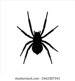 Black spider silhouette isolated on white background. Spider icon vector illustration design.