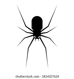 Black spider silhouette. scary spider isolated background. spider vector icon