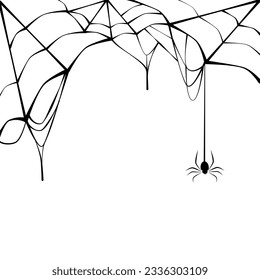 Black spider with torn web. Spider in Halloween festival. Scary spiderweb of Halloween symbol. Isolated on white background.