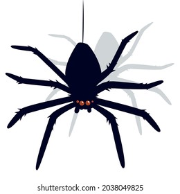 Black spider vector isolated for halloween.