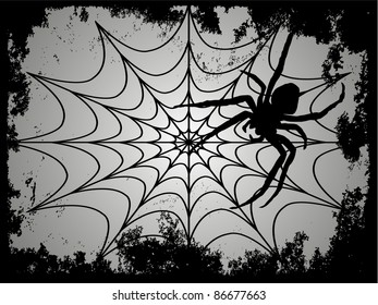 black spider with spider web