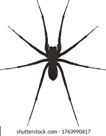 Black spider which is sitting idle 