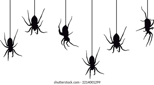 Black spiders hanging from a web