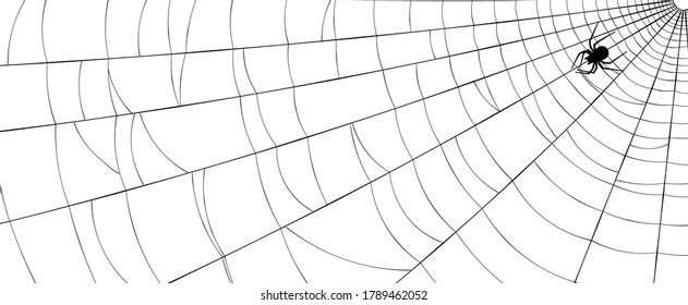 La telaraña negra con araña arrastrándose de esquina a centro. Fondo blanco. Ilustración vectorial.