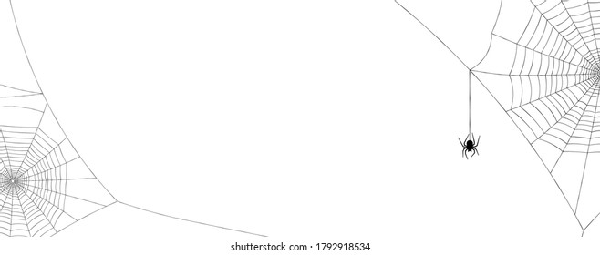Black spiderwebs with spider hanging down on white background. Space for text. Vector illustration.