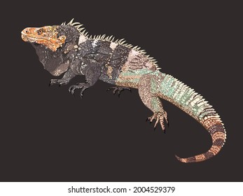 schwarze, spinierte, aggressive iguana, exotisch, groß, prickeliger Schwanz, Vektorgrafik