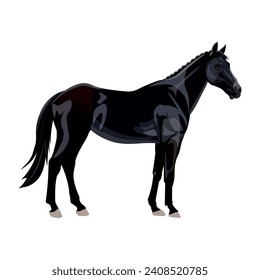 The black sport riding horse. Thoroughbred standing racehorse. Vector illustration isolated on a white background in a realistic style