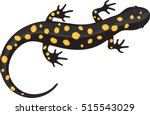 Black Spotted Salamander - Vector Illustration