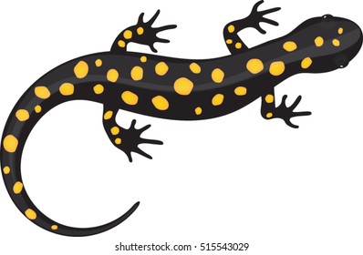 Black Spotted Salamander - Vector Illustration