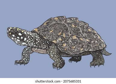 Dibujo de tortugas negras, tortuga rara, arte.ilustración, vector