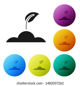 Black Sprout icon isolated on white background. Seed and seedling. Leaves sign. Leaf nature. Set icons colorful circle buttons. Vector Illustration