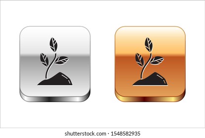 Black Sprout icon isolated on white background. Seed and seedling. Leaves sign. Leaf nature. Silver-gold square button. Vector Illustration