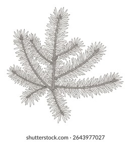 Abeto negro. Delicado boceto de rama de pino ilustra una primavera perenne detallada con gracia. Concepto de ilustración de Naturaleza