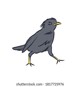 Black starling bird in cartoon, character design. Cool wild bird illustration in vector art.