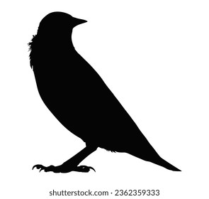 Black starling bird vector illustration on white background.