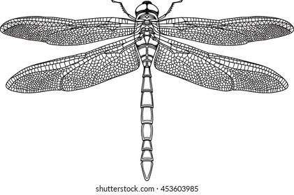 Black steampunk dragonfly on white background isolated. Hand-drawn vector illustration.