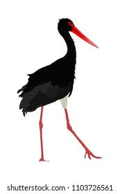 Black Stork. Vector image. White background.