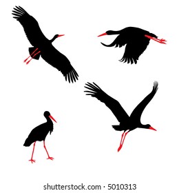 black storks with the red legs and beaks