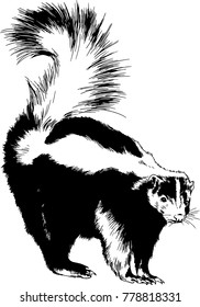 black striped skunk with raised tail hand-drawn in ink without the background sketch