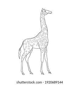 Black stripes giraffe walking.Vector illustration isolated on white background