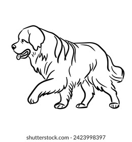 Black stripes Golden Retriever dog Retriever walking.Vector illustration isolated on white.