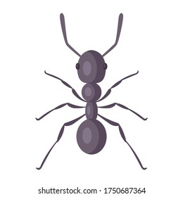 black strong ant on a white background. Flat vector illustration of an insect.