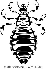 Black stylized silhouette of head louse (Pediculus humanus) insect	