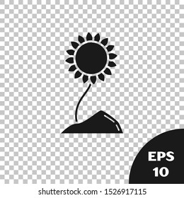 Black Sunflower icon isolated on transparent background.  Vector Illustration