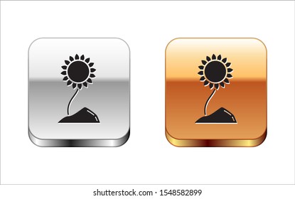 Black Sunflower icon isolated on white background. Silver-gold square button. Vector Illustration